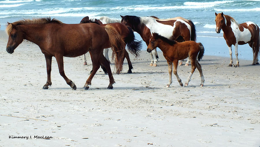 Assateague 4 Photograph by Kimmary MacLean
