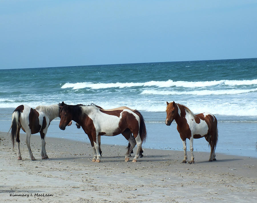 Assateague 5 Photograph by Kimmary MacLean