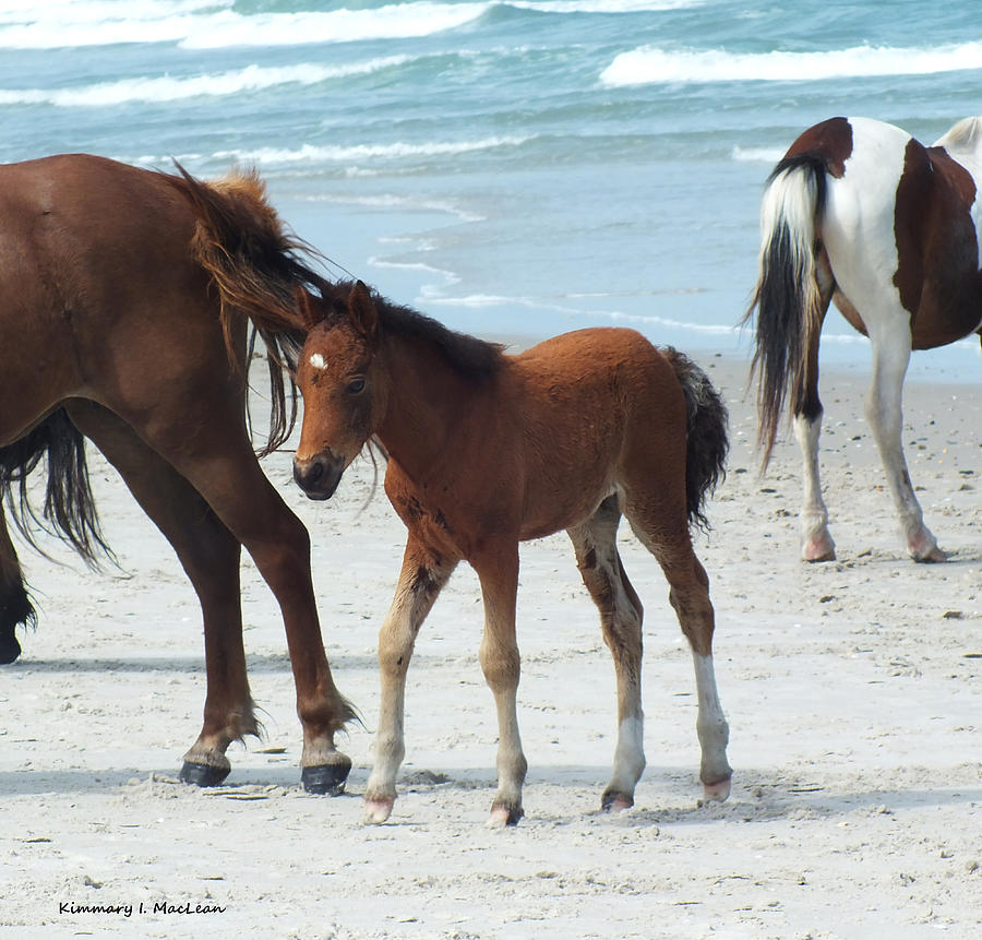 Assateague Baby Photograph by Kimmary MacLean
