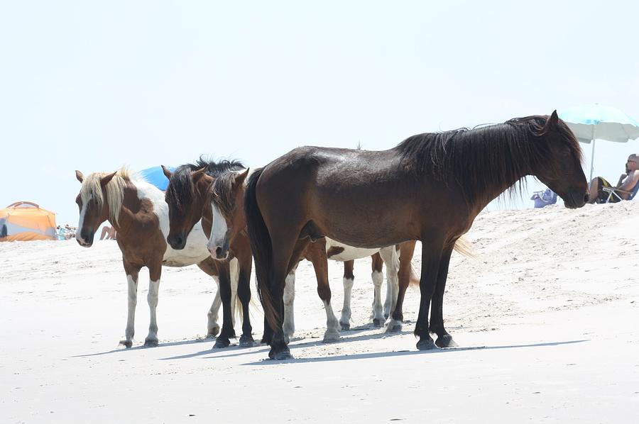 Horses Photograph - Assateague Beach Ponies by JB Stran Horses Photograph - Assateague Beach Ponies by JB Stran