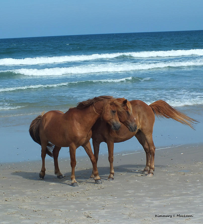 Assateague Couple Photograph by Kimmary MacLean