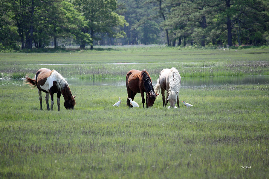 Assateague Island - Wild Ponies and their Buddies  Photograph by Ronald Reid