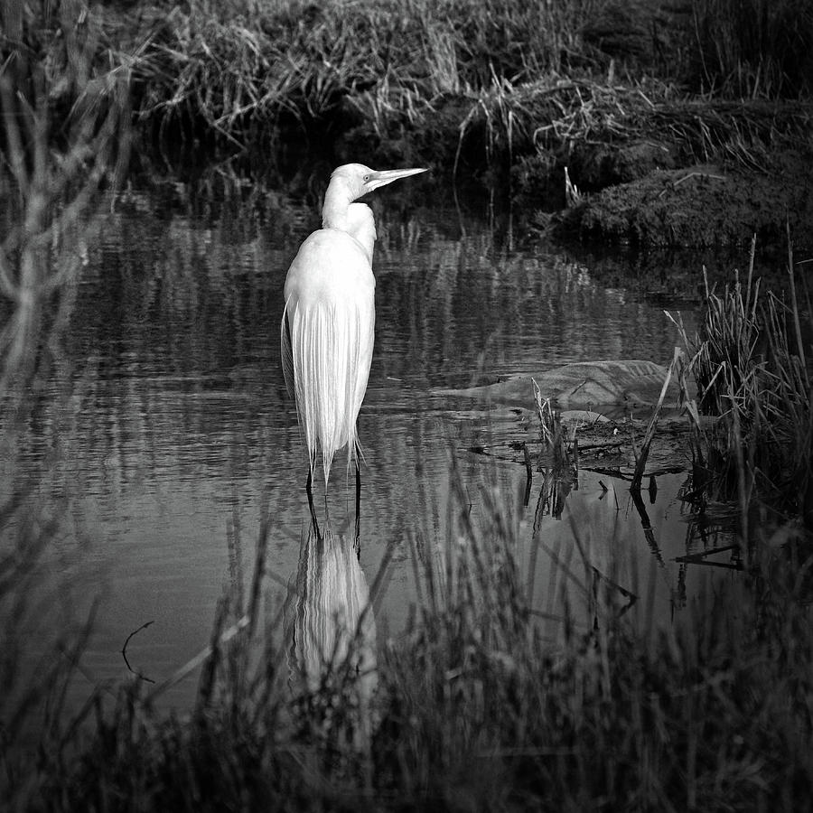 Assateague Island Great Egret Ardea alba in Black and White Photograph by Bill Swartwout