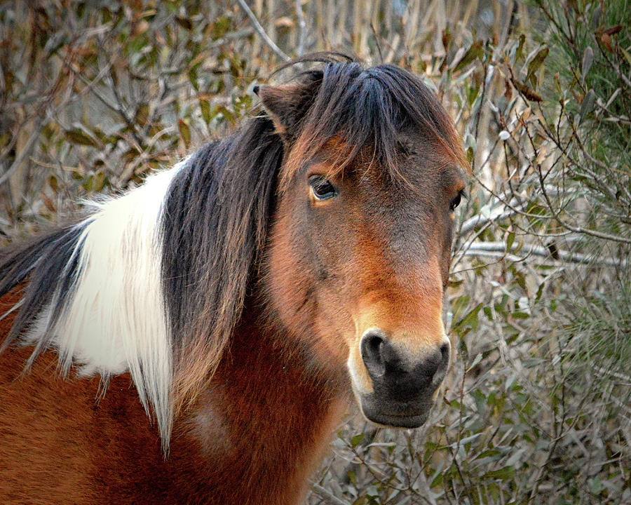 Assateague Island Pony Patricia Irene Photograph by Bill Swartwout