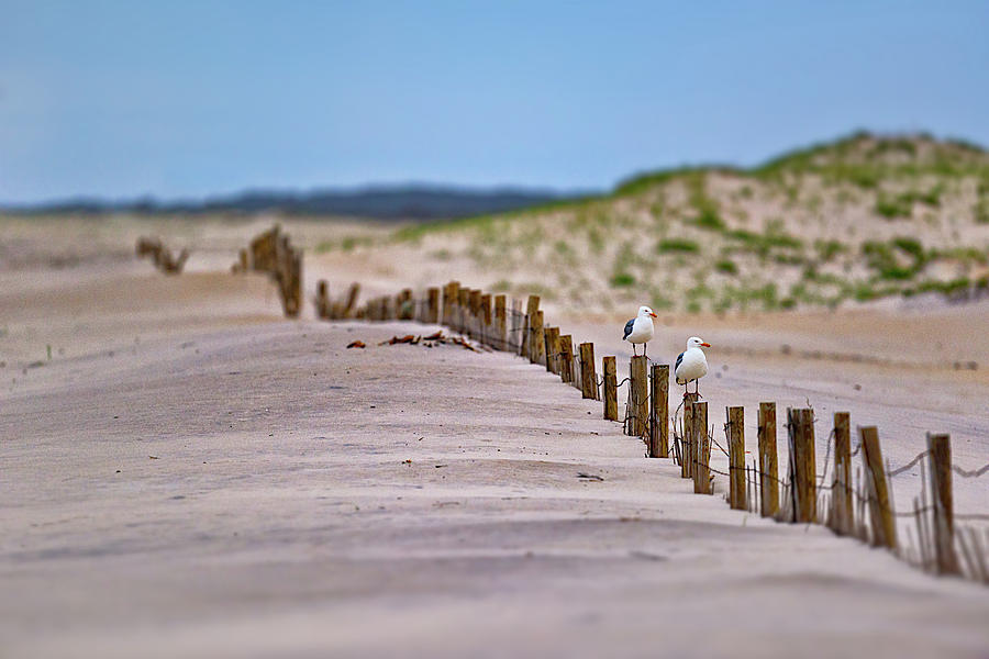 Assateague Island National Seashore Photograph - Assateague Island by Rick Berk Assateague Island National Seashore Photograph - Assateague Island by Rick Berk
