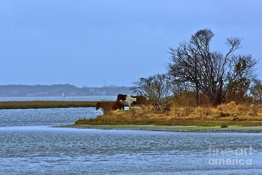 Assateague Island Wild Ponies Photograph by Tracy Rice Frame Of Mind