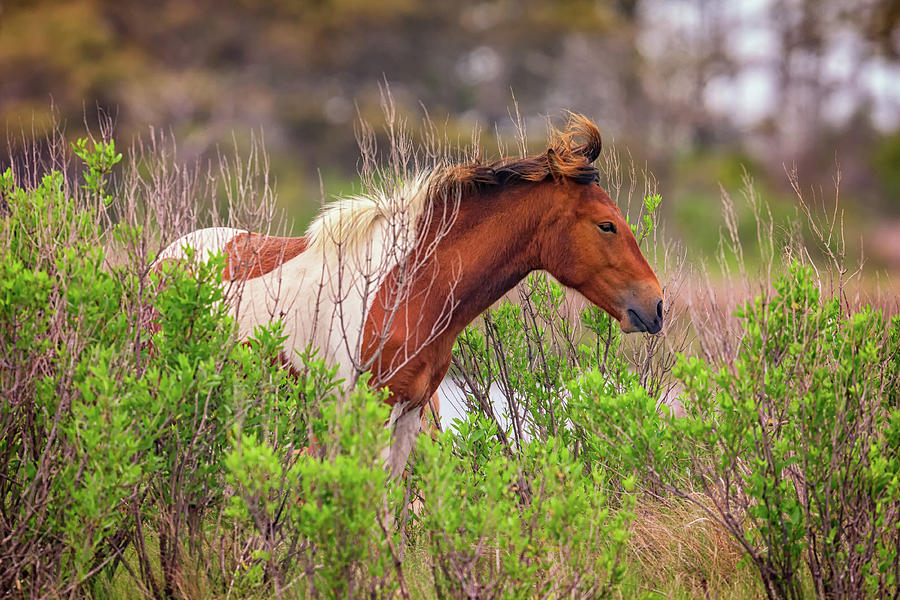 Horses Photograph - Assateague Pinto by Rick Berk