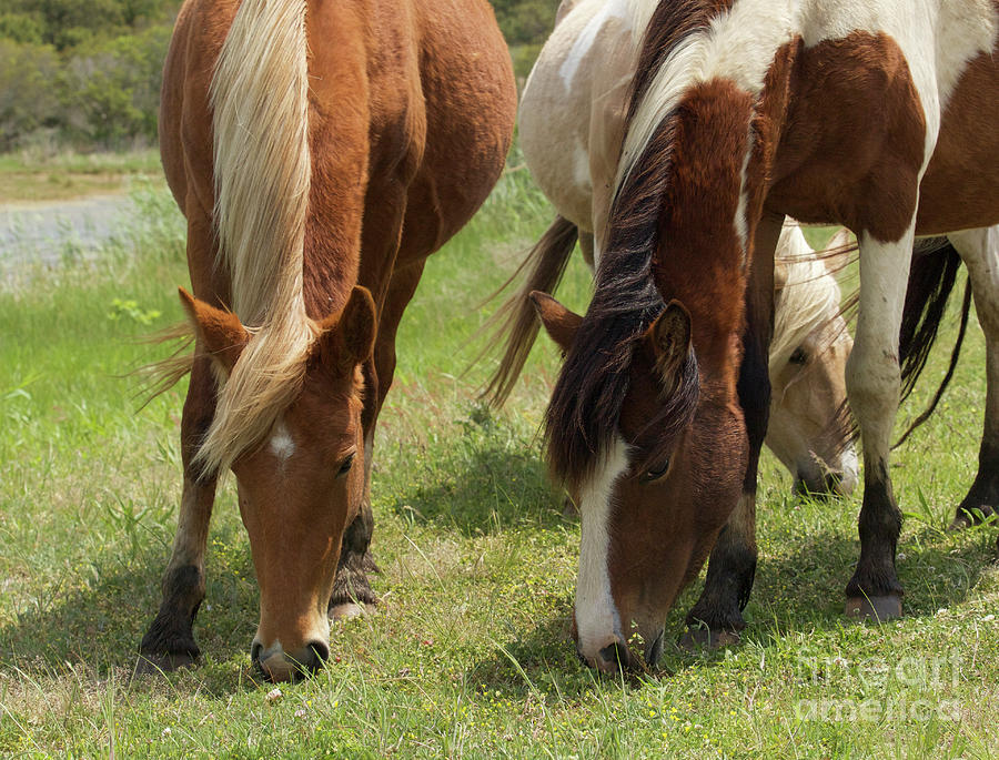 Summer Photograph - Assateague Ponies Grazing I by Karen Jorstad
