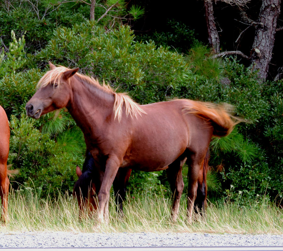 Wildlife Photograph - Assateague Pony 1 by Stephanie Kendall