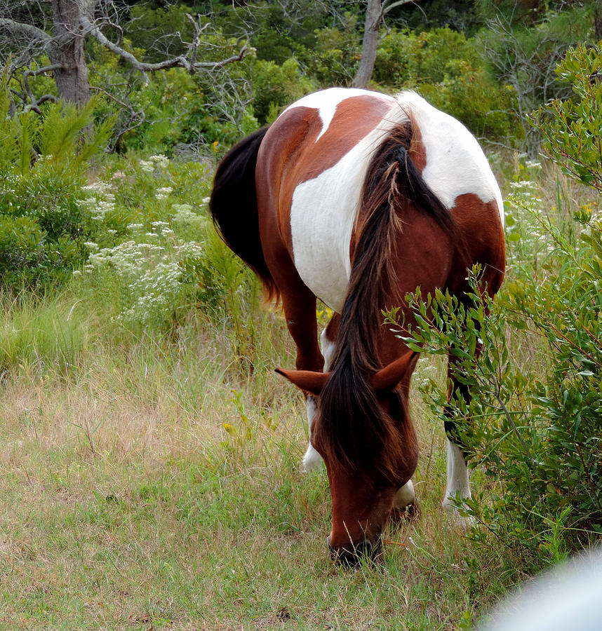 Wildlife Photograph - Assateague Pony 2 by Stephanie Kendall