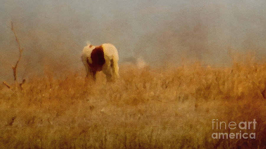 Assateague Pony Photograph by Dawn Gari