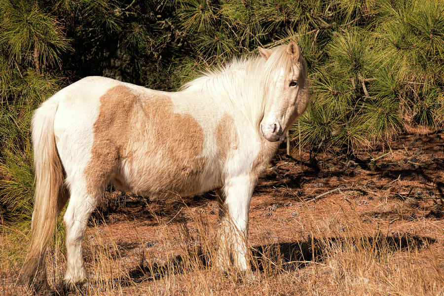Assateague Pony Mare Photograph by Kristia Adams