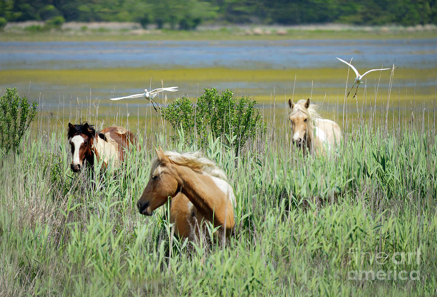 Assateague Pony Trio Photograph by Karen Jorstad - Fine Art America