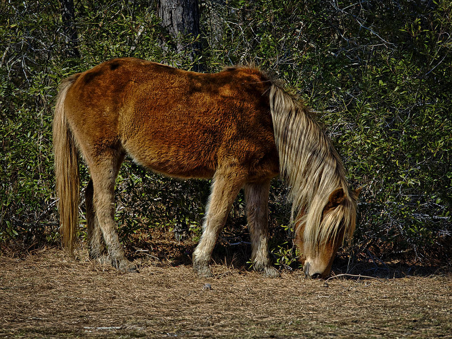 Assateague Wild Pony Photograph by David Kay