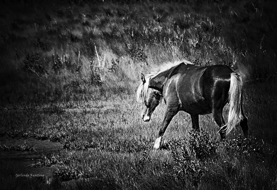 Assateague Island Pony Photograph by Gerlinde Keating - Galleria GK Keating Associates Inc