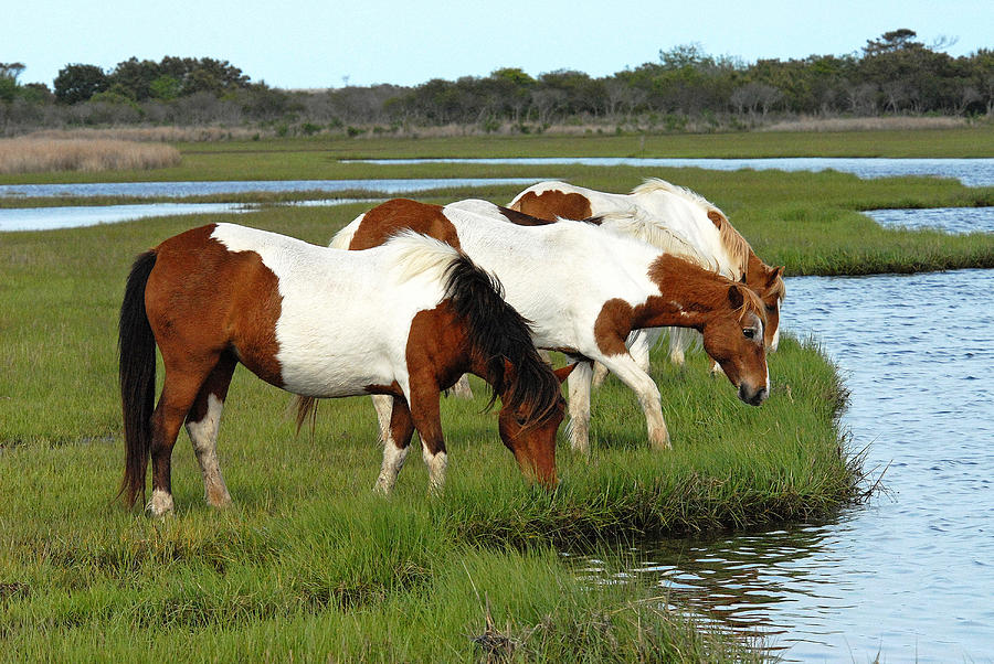 Assateague's Wild Horses Photograph by Barbara Budzinski - Pixels