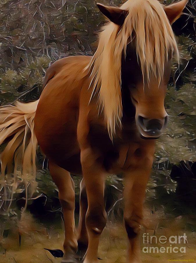 Assateaque Pony  Photograph by Breena Briggeman