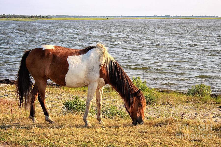 Assateague Pony - Print One Photograph by Paulette Thomas - Fine Art ...