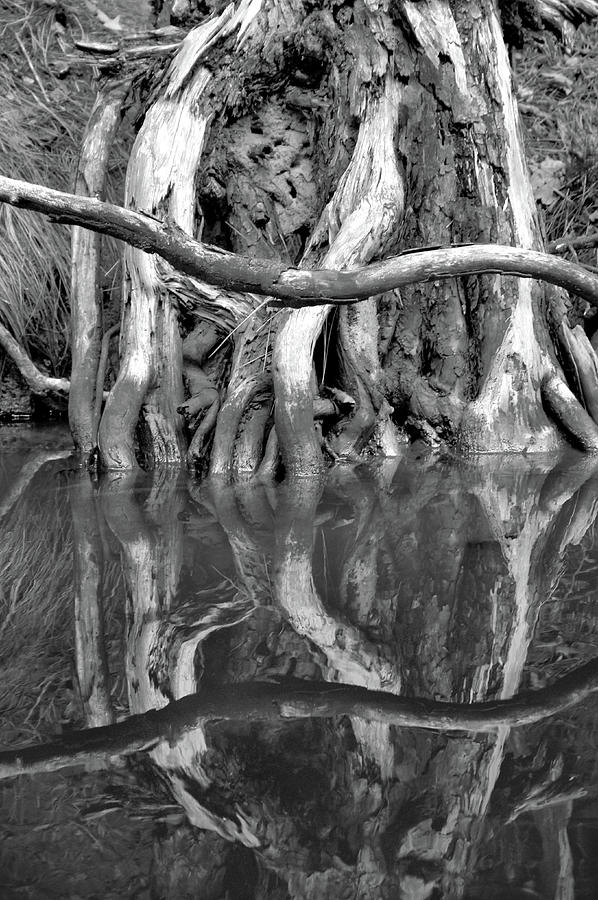 Assawoman Canal, Roots #04900 Photograph by Raymond Magnani