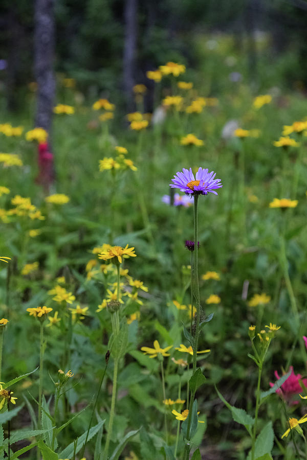 Assiniboine Wildflowers Photograph by Joe Kopp