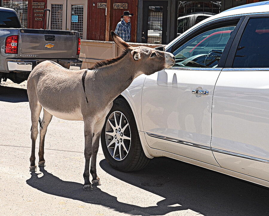 Burro Traffic Stop Photograph by Tru Waters