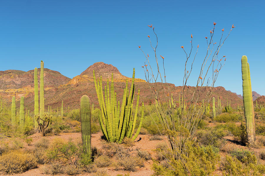 Assorted Cacti Organ Pipe Cactus National Monument Arizona Photograph by Lawrence S Richardson Jr