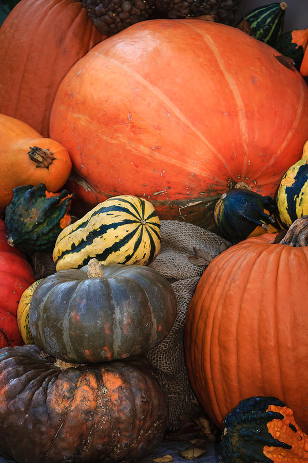 Assortment of  Colorful Pumpkins and Gourds Photograph by Joni Eskridge