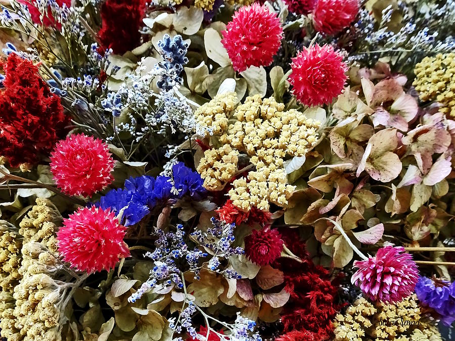 Assortment of Dried Flowers Photograph by Susan Savad