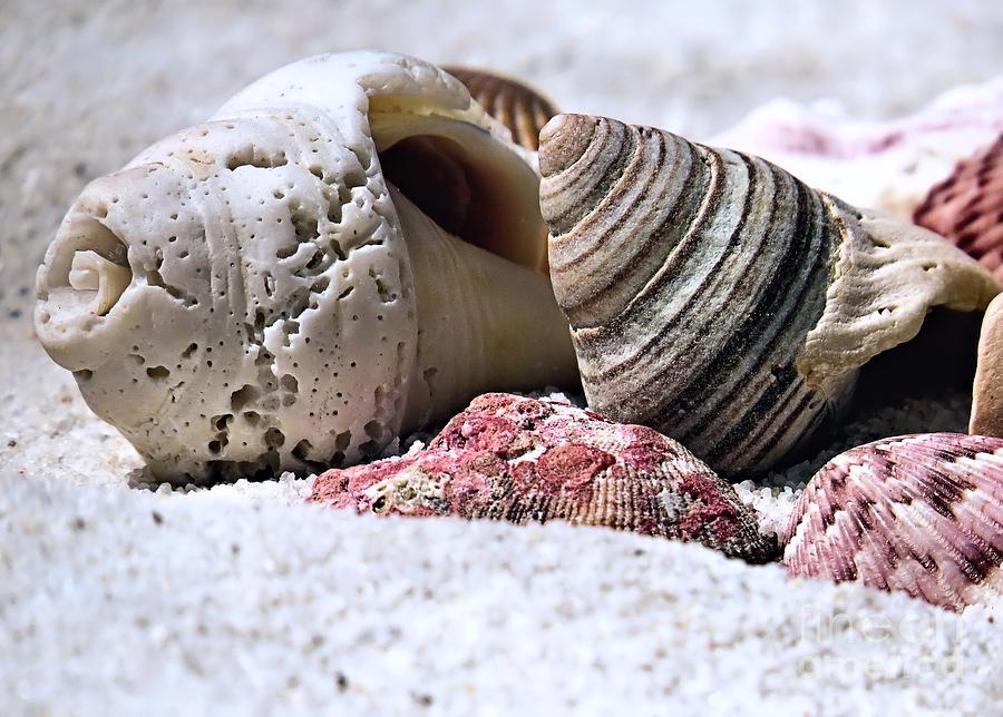 Assortment of Seashells Photograph by Janice Drew
