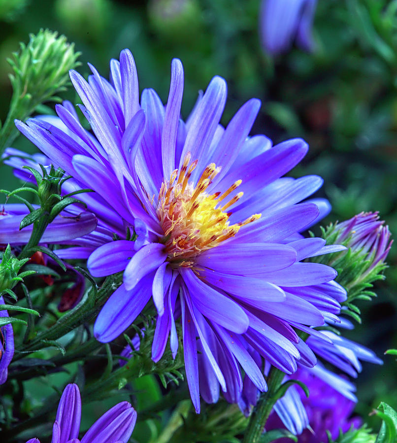 Aster #a7 Photograph by Leif Sohlman