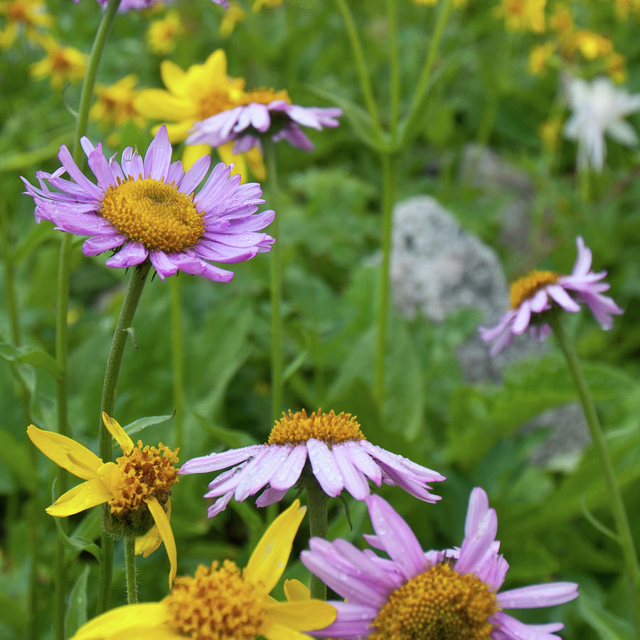 Aster and Arnica Wildflowers Photograph by Cascade Colors