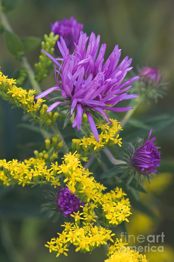 Aster And Goldenrod - D009195 Photograph