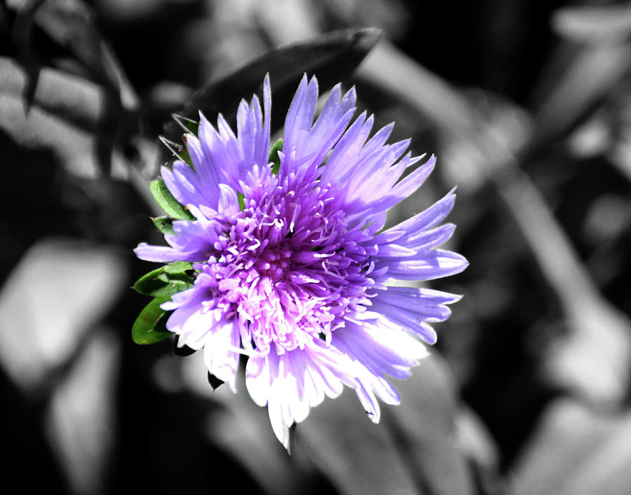 Wildflower Photograph - Aster by Angela Ford