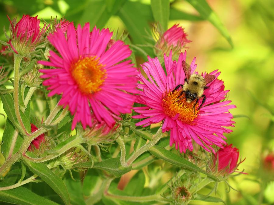 Aster Bee Photograph by MTBobbins Photography