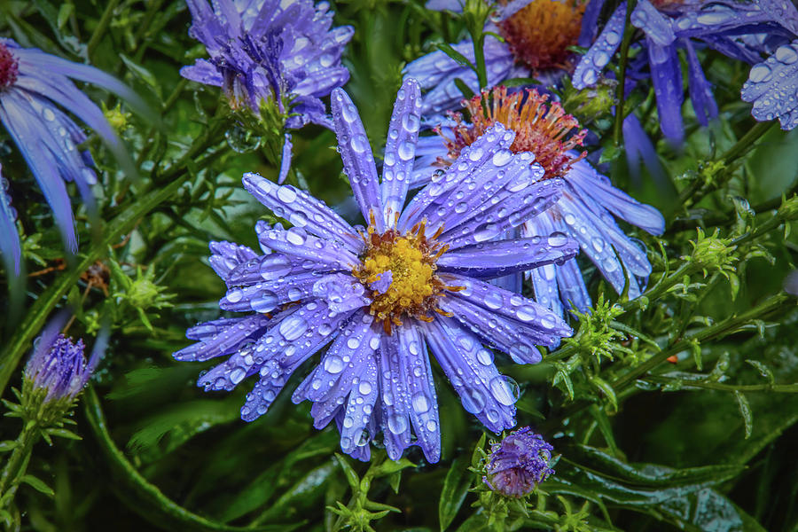 Aster blue #g7 Photograph by Leif Sohlman