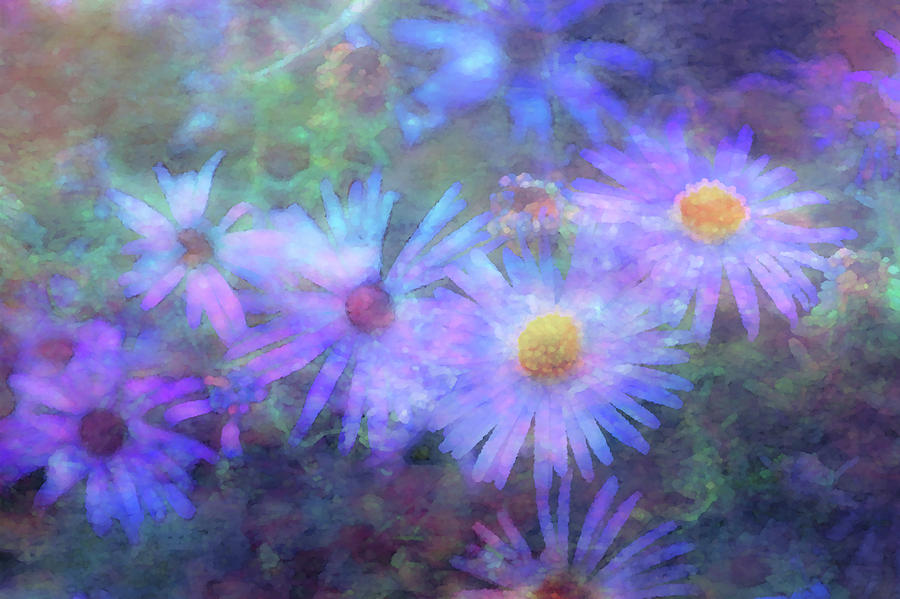 Aster Dream Impression 5732 IDP_2 Photograph by Steven Ward