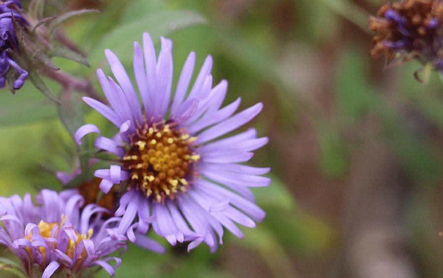 Aster Flower Photograph by David Bigelow