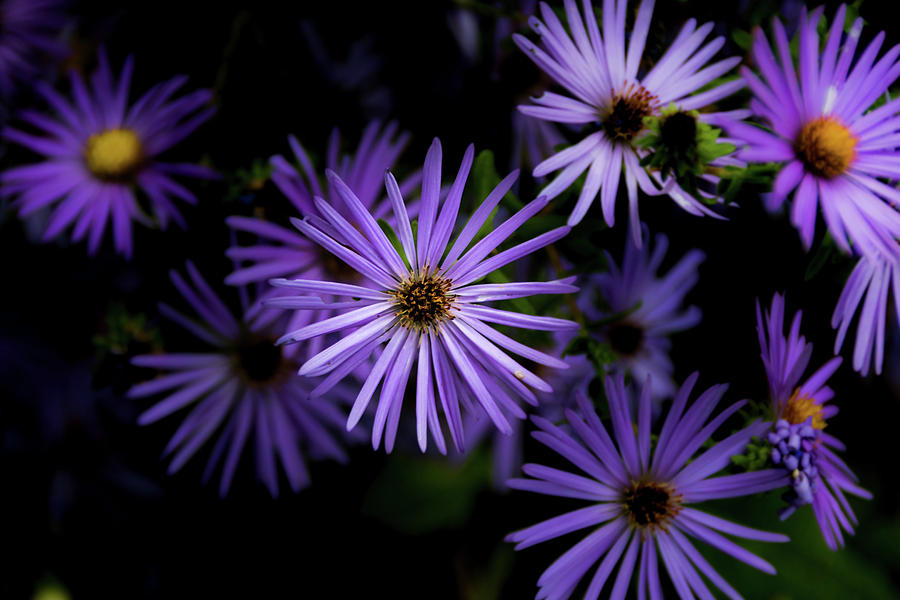 Aster Flowers Photograph by Jay Stockhaus