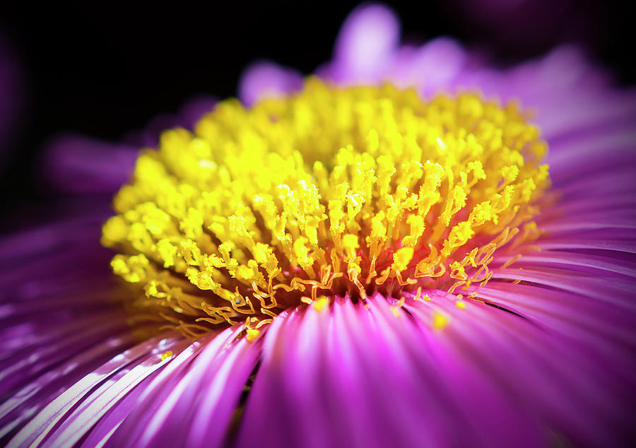 Aster Photograph - Aster in light by Konstantin Bibikov Aster Photograph - Aster in light by Konstantin Bibikov