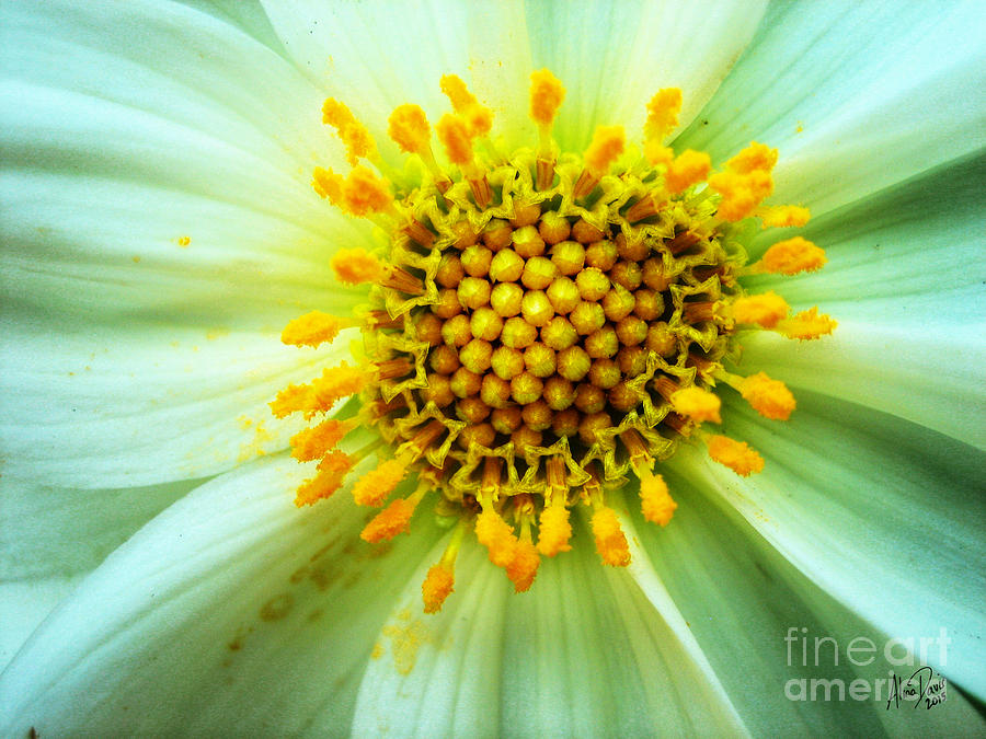 Aster Interior Photograph by Alina Davis