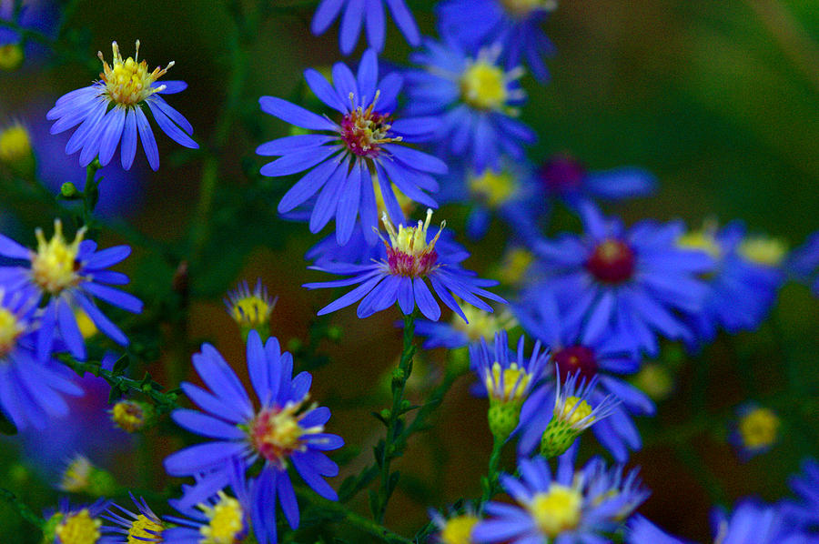 Aster Photograph by Jack R Perry