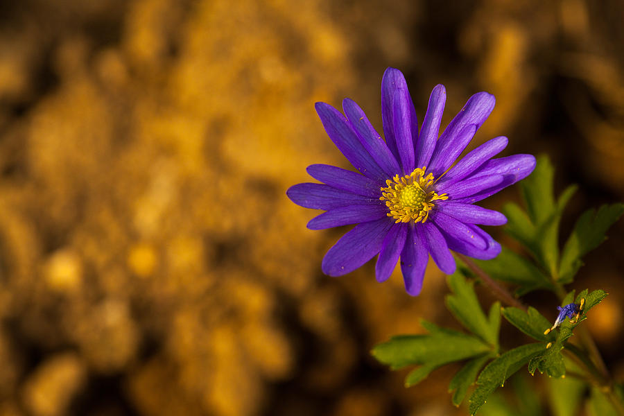 Aster  Photograph by Karol Livote