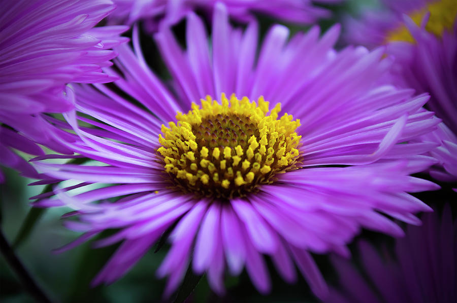 Aster Photograph - Aster by Konstantin Bibikov Aster Photograph - Aster by Konstantin Bibikov