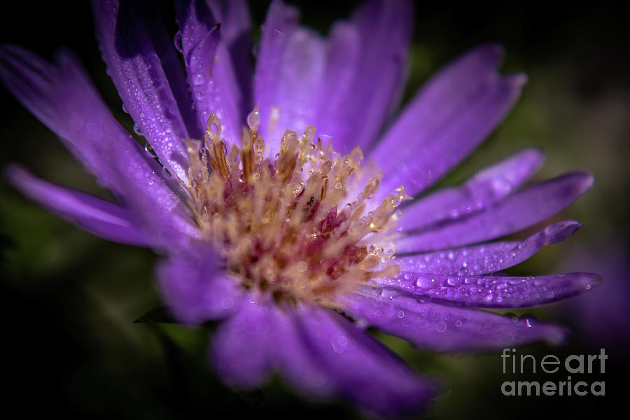 Aster macro Photograph by Claudia M Photography