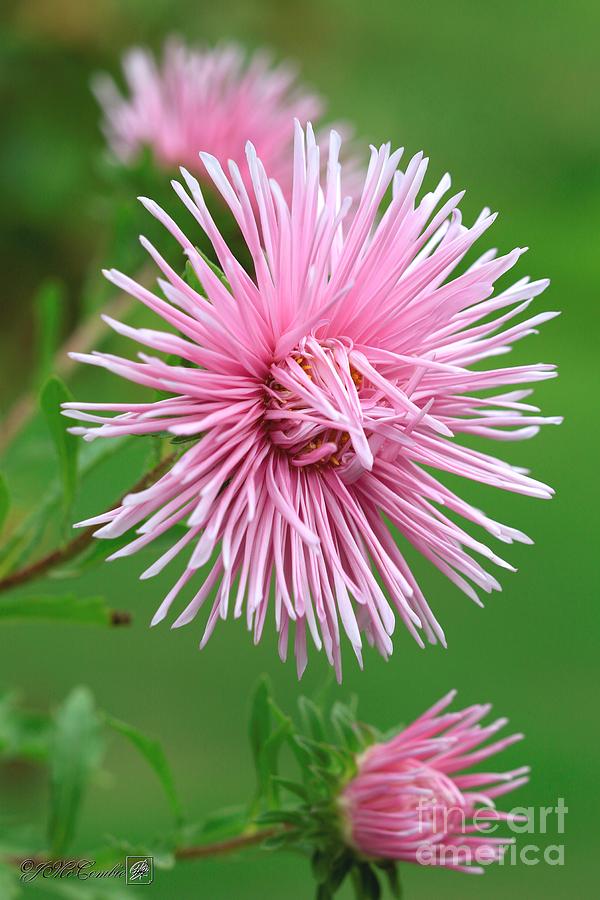 Aster named Unicum Rose Photograph by J McCombie