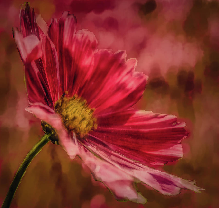 Aster Red Painterly #h1 Digital Art