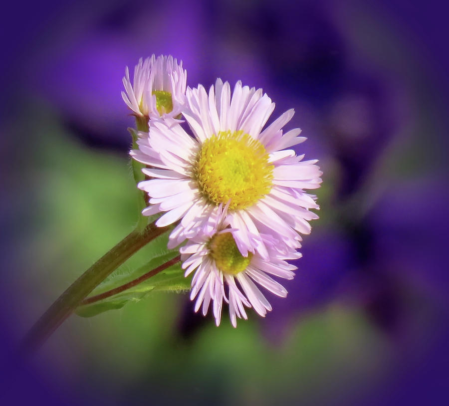 Aster Trio Photograph by MTBobbins Photography