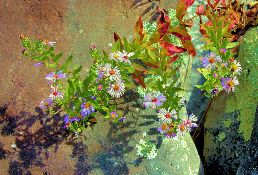 Aster Wildflowers Photograph by Kristin Elmquist