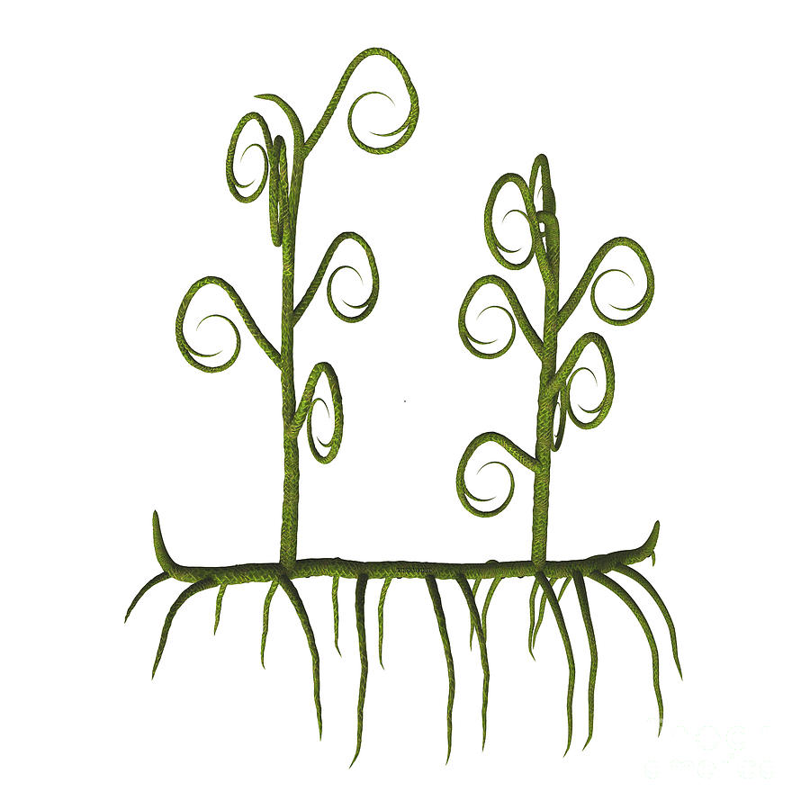 Asteroxylon sp Plants Digital Art by Corey Ford