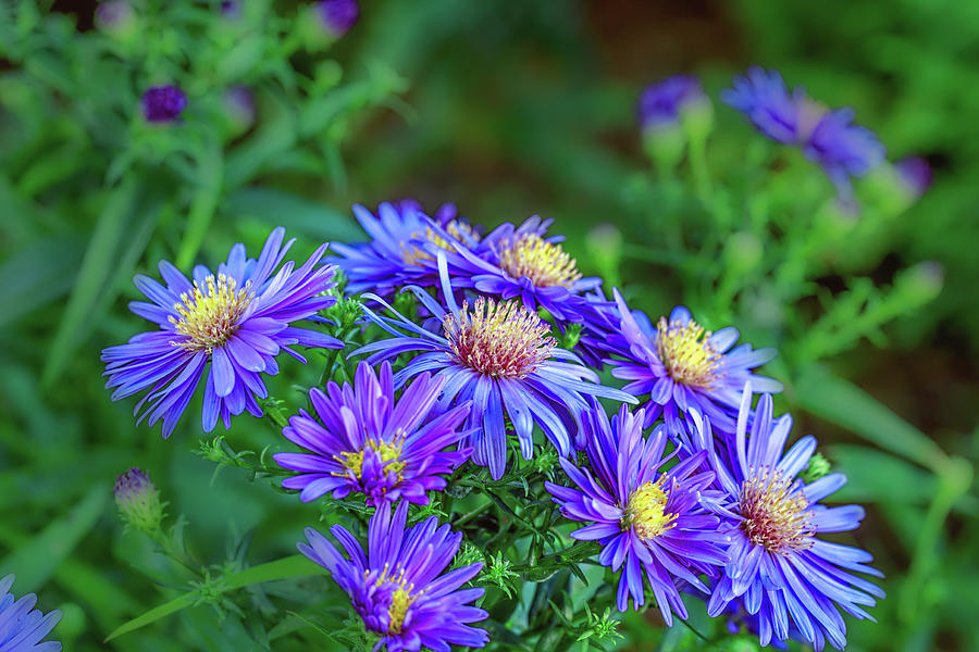 Asters #a2 Photograph by Leif Sohlman